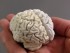 brain in hand
